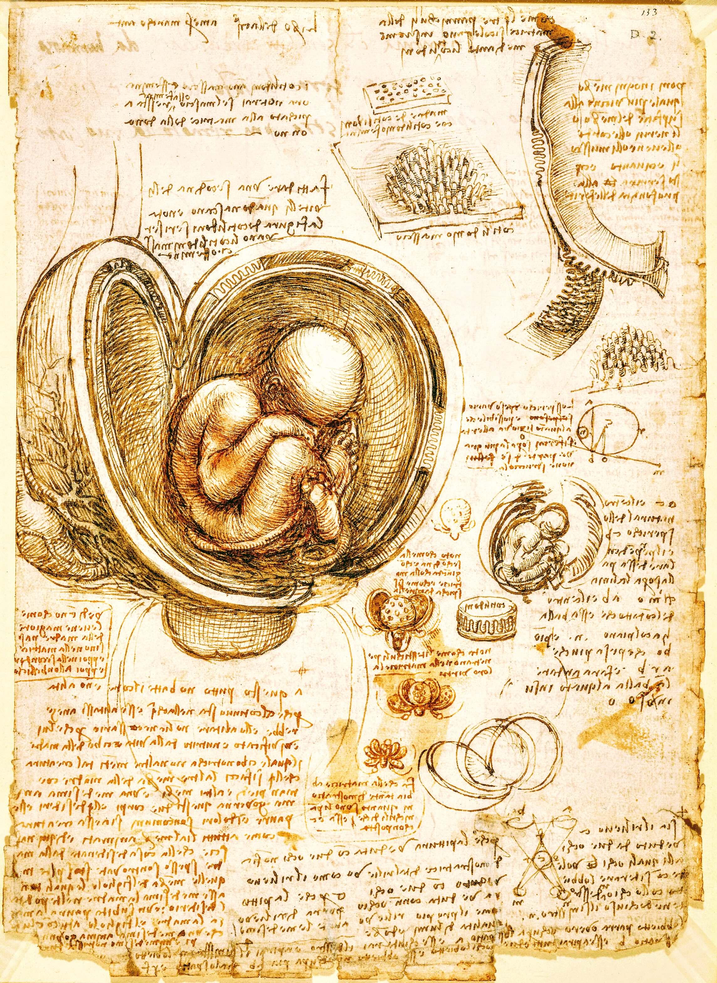 Studies%20of%20the%20Fetus%20in%20the%20Womb%20-%20Leonardo%20da%20Vinci%20-%20WikimediaCommons